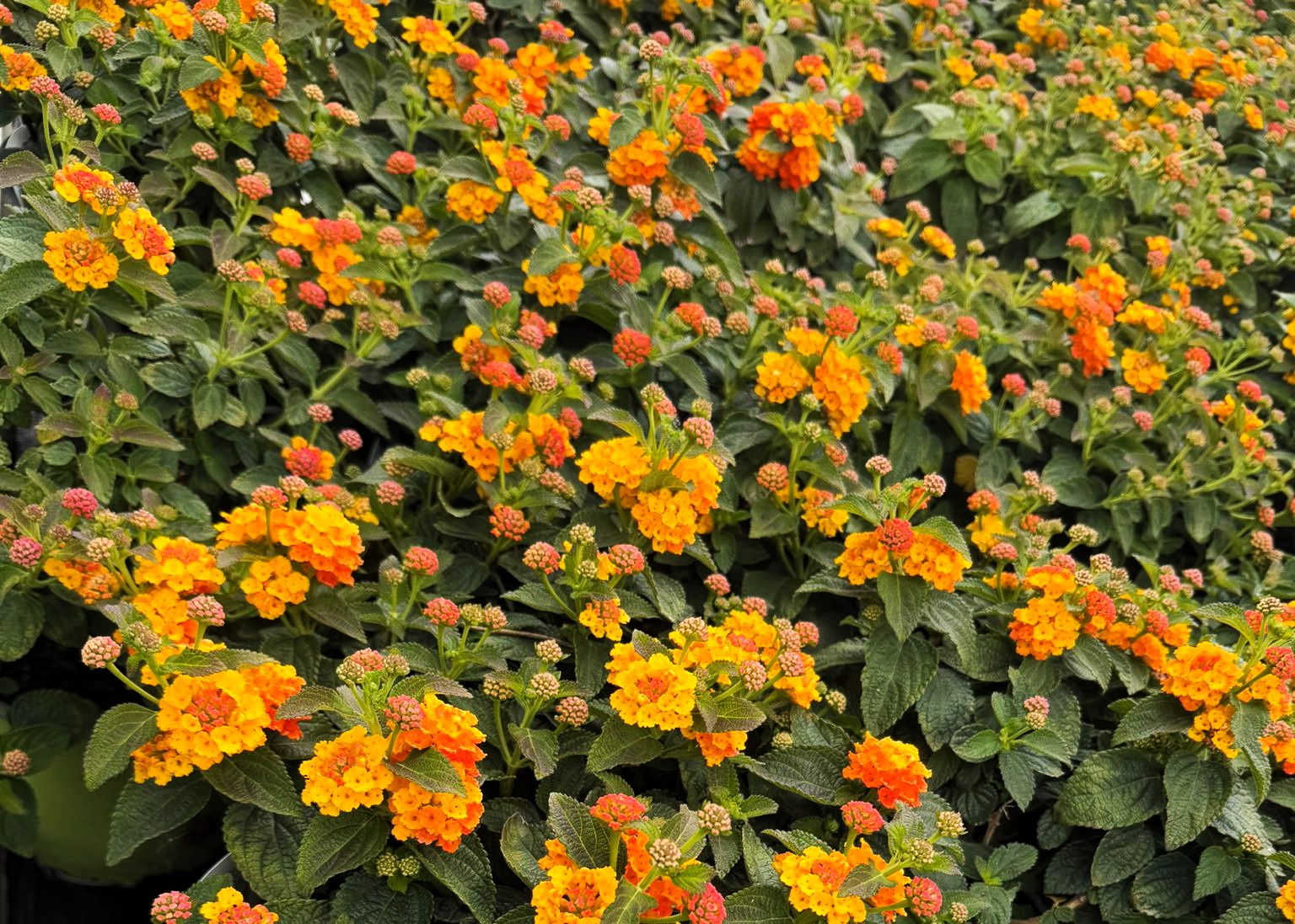 Monheimer Blumenmarkt